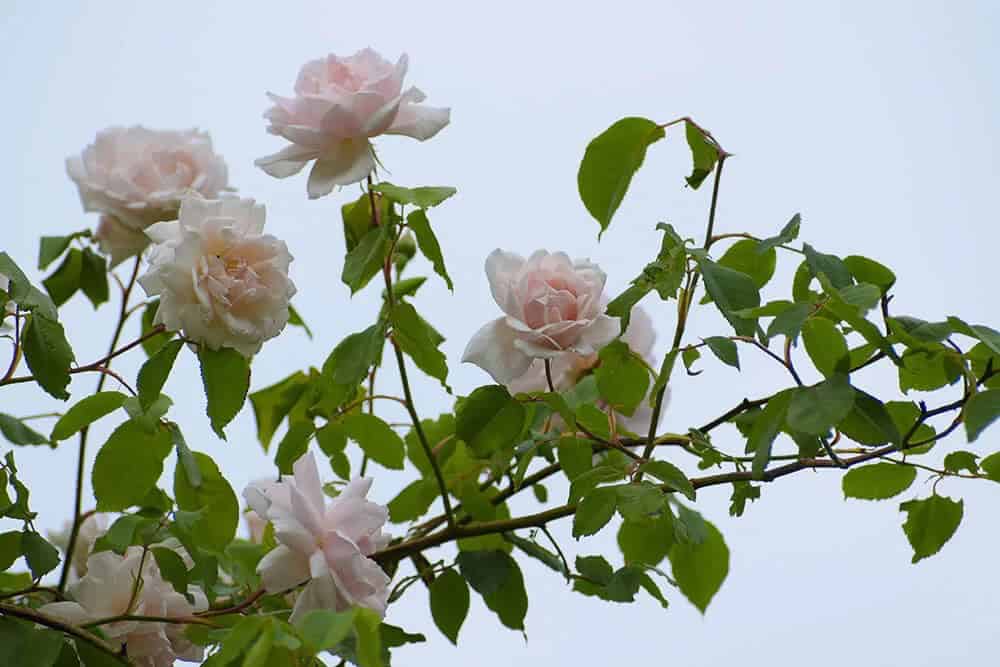 Climbing Rose “Madame Alfred Carriére” (Rosa “Madame Alfred Carriére”)