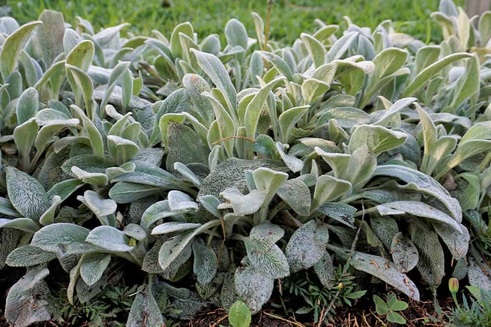 Lamb’s Ear (Stachys byzantina)