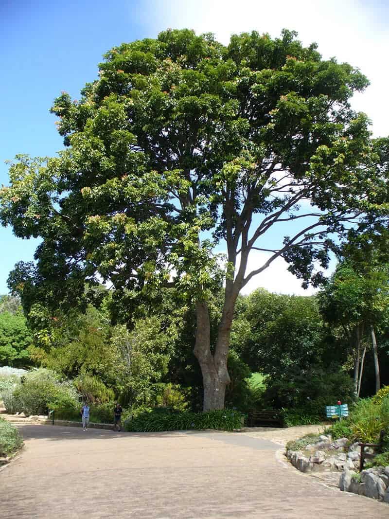 Evergreen Species: The Mahogany (Swietenia Mahagoni)