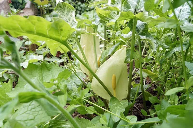 Italian Arum (Arum Italicum subsp. Italicum ‘Marmoratum’)