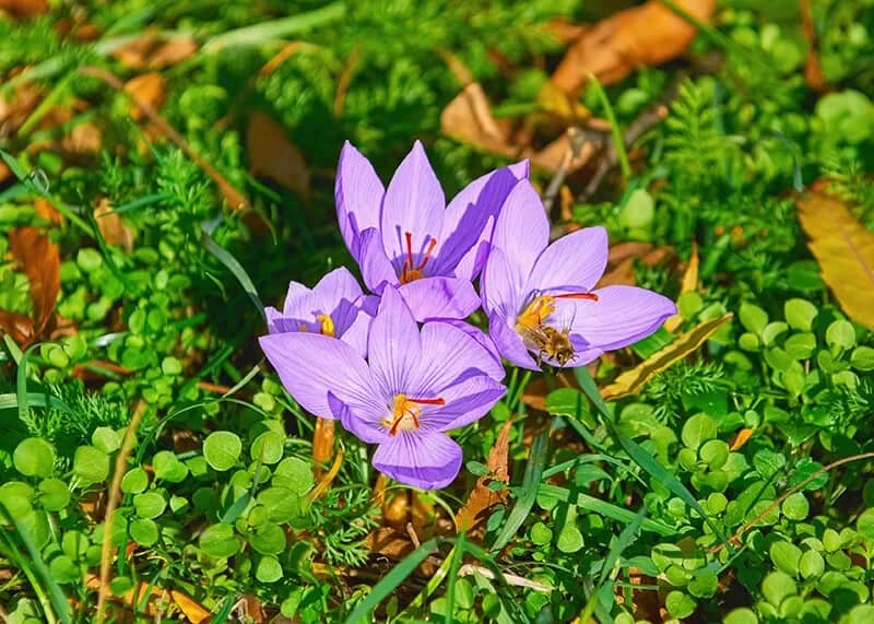 Saffron Crocus (Crocus Sativus)