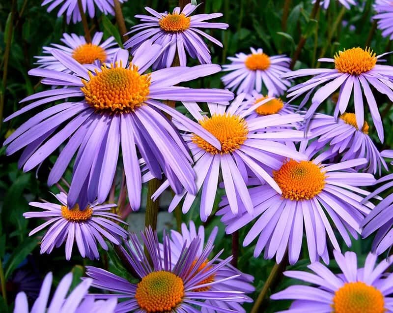 Aster (Aster ‘Wood’s Purple’)