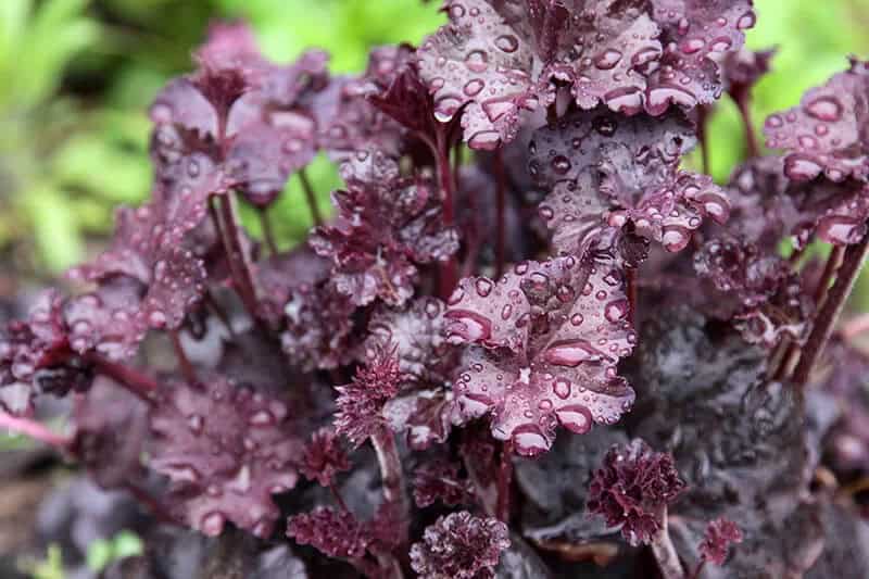 Black Coral Bell (Heuchera Obsidian)