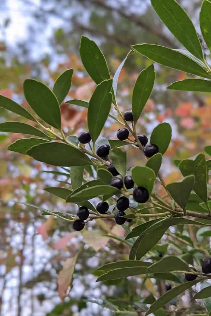 Inkberry (Ilex glabra)