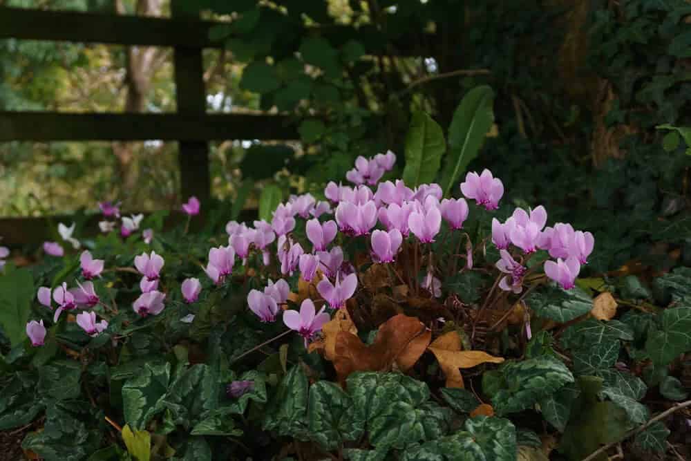 Hardy Cyclamen (Cyclamen hederifolium)