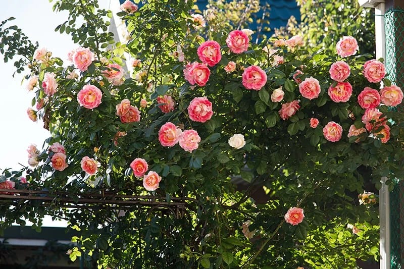 Climbing Rose (Rosa ‘Meizalitaf’ Spectra)