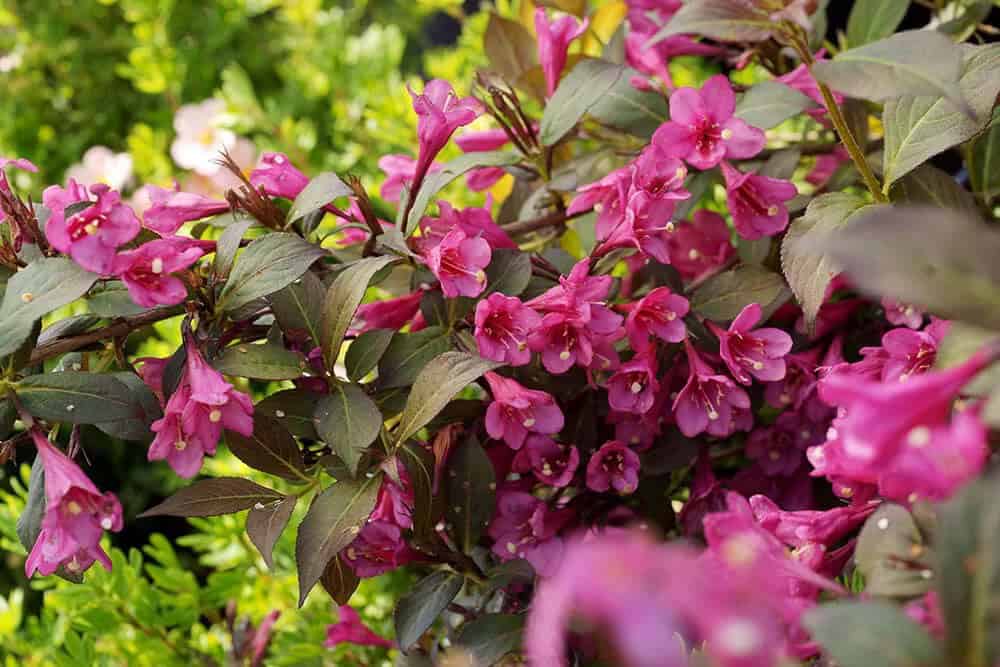 Weigela (Weigela florida)