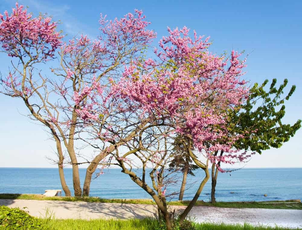 Eastern Redbud tree (Cercis canadensis)