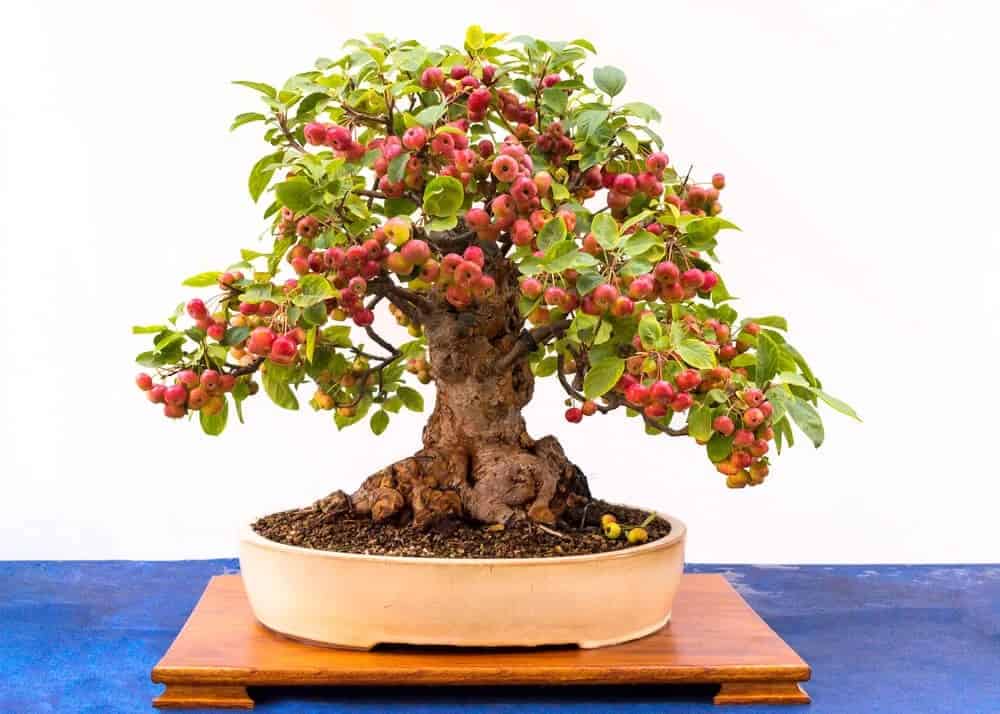 Apple Tree Bonsai (Malus)