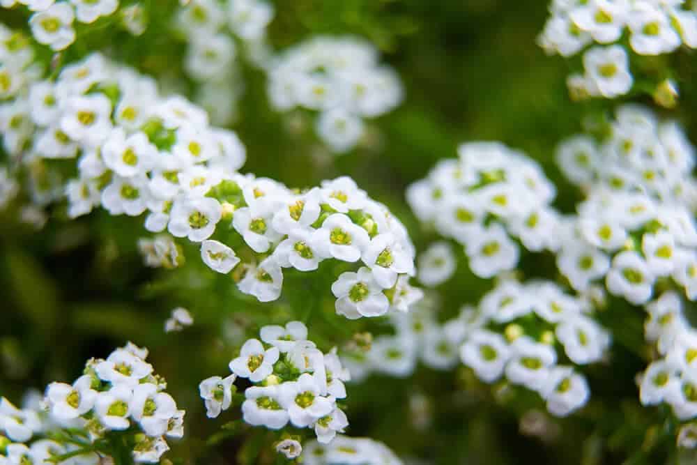 Sweet Alyssum (Lobularia maritima)