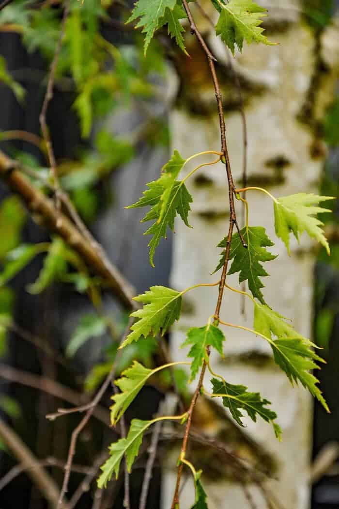 Cutleaf Weeping Birch (Betula pendula ‘Gracilis’)