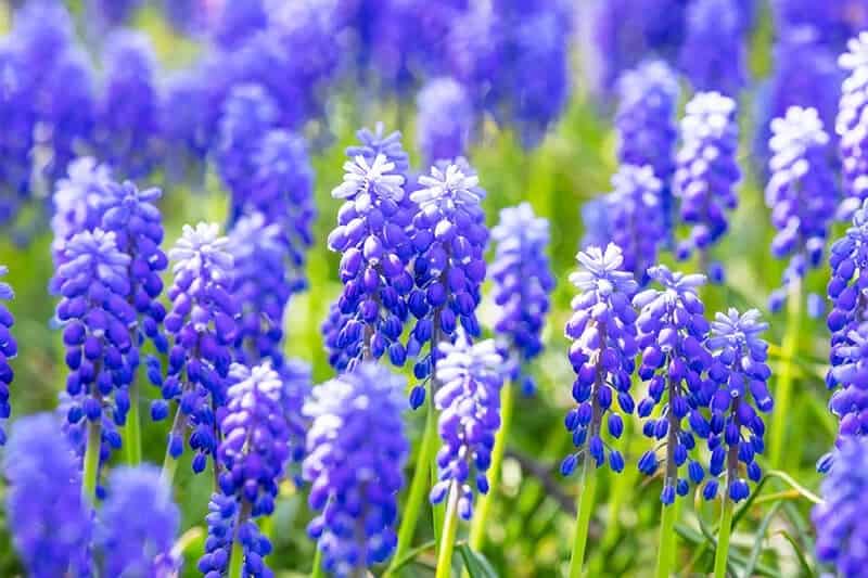 Grape Hyacinth (Muscari Armeniacum ‘Christmas Pearl’)