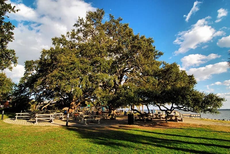 Coast Live Oak Tree (Quercus Agrifolia)