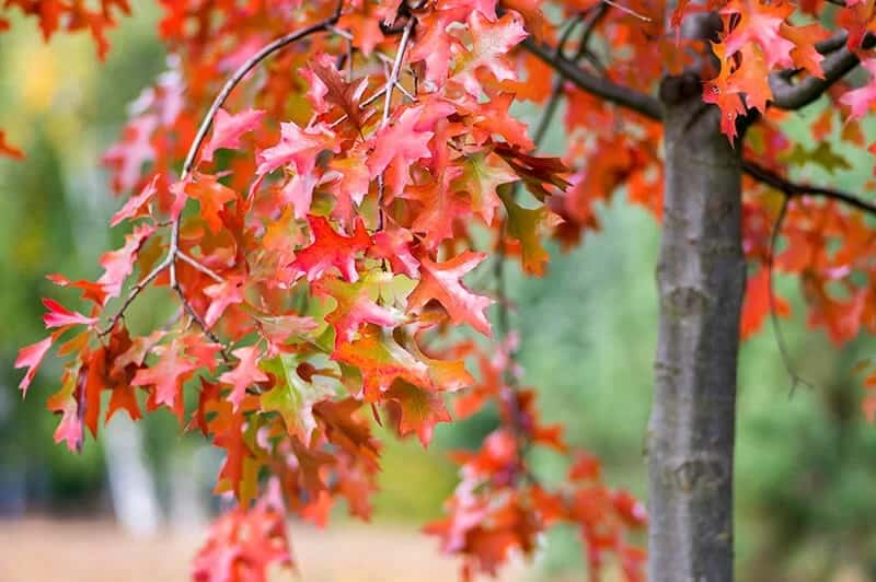 Scarlet Oak Tree (Quercus Coccinea)