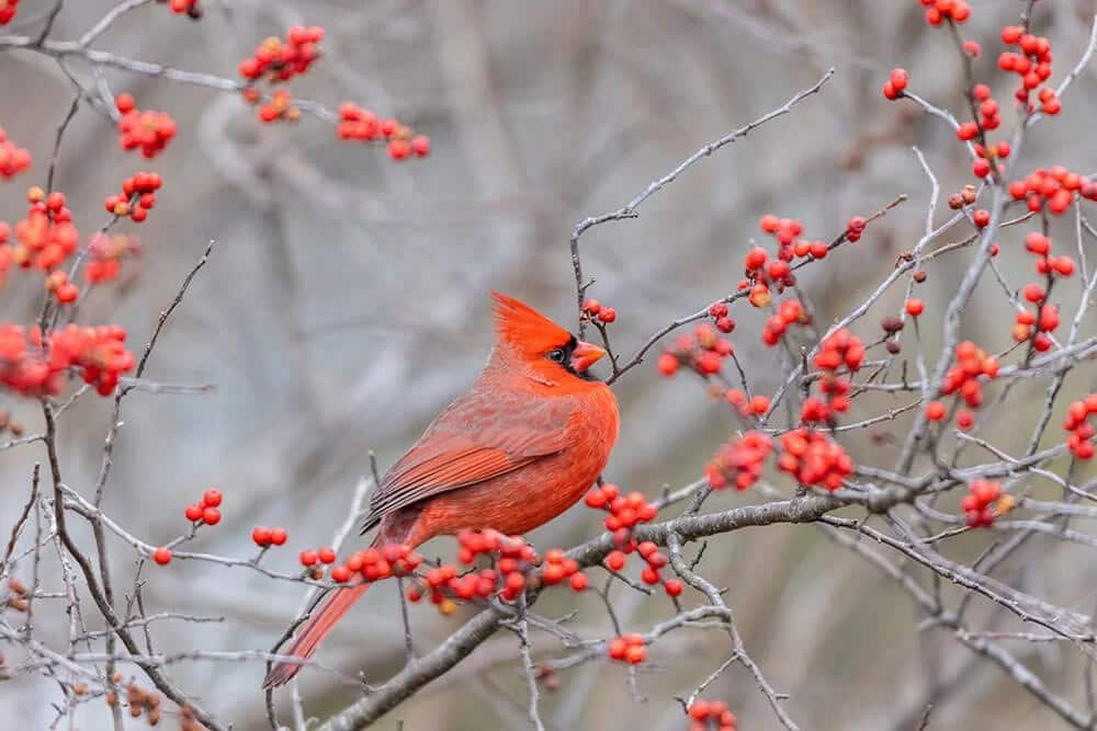 Winterberry (Ilex verticillata)