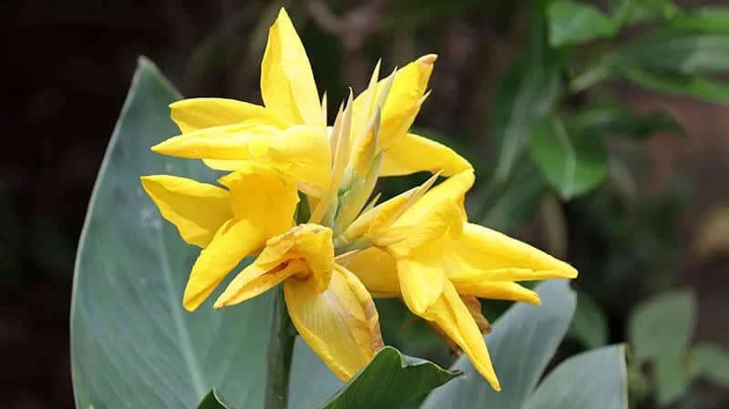 Canna Lily (Canna)