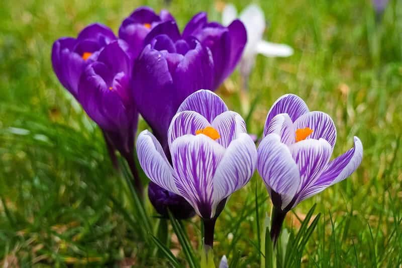 Spring Crocus (Crocus Vernus ‘Striped Beauty’)