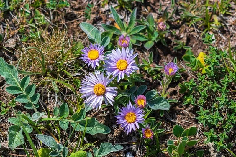 Showy Townsend Daisy (Townsendia Florifer)