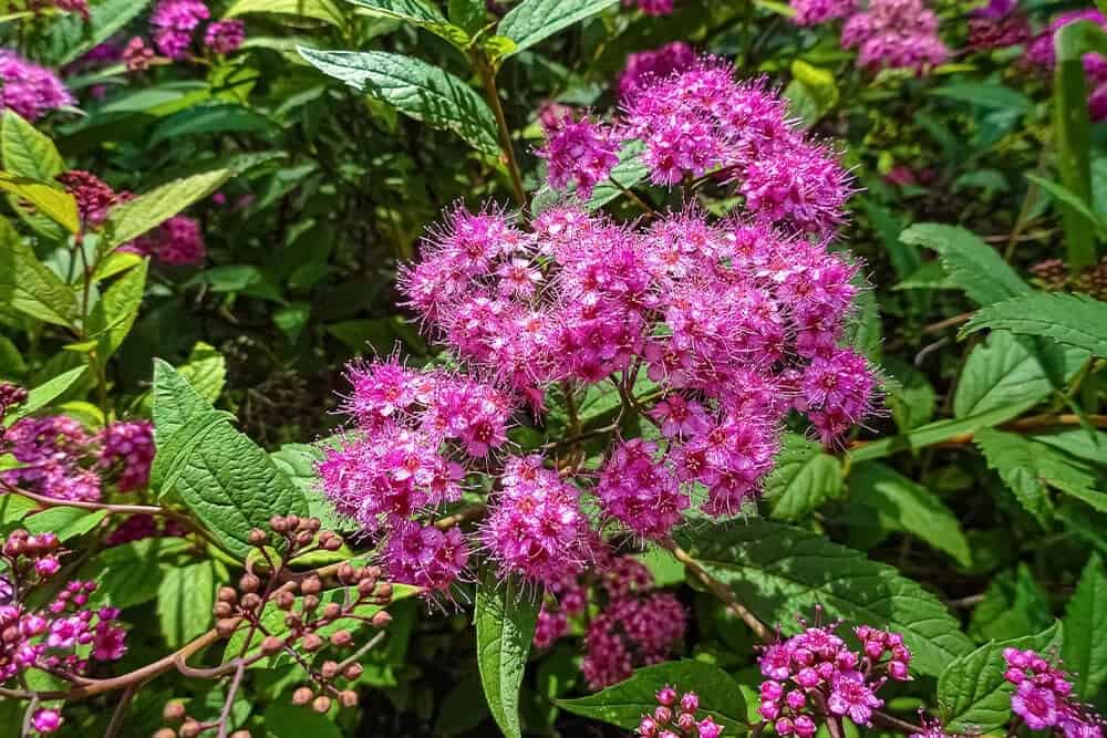 Japanese Spiraea (Spiraea japonica)