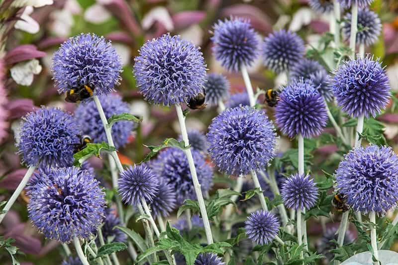 Small Globe Thistle (Echinops Ritro)