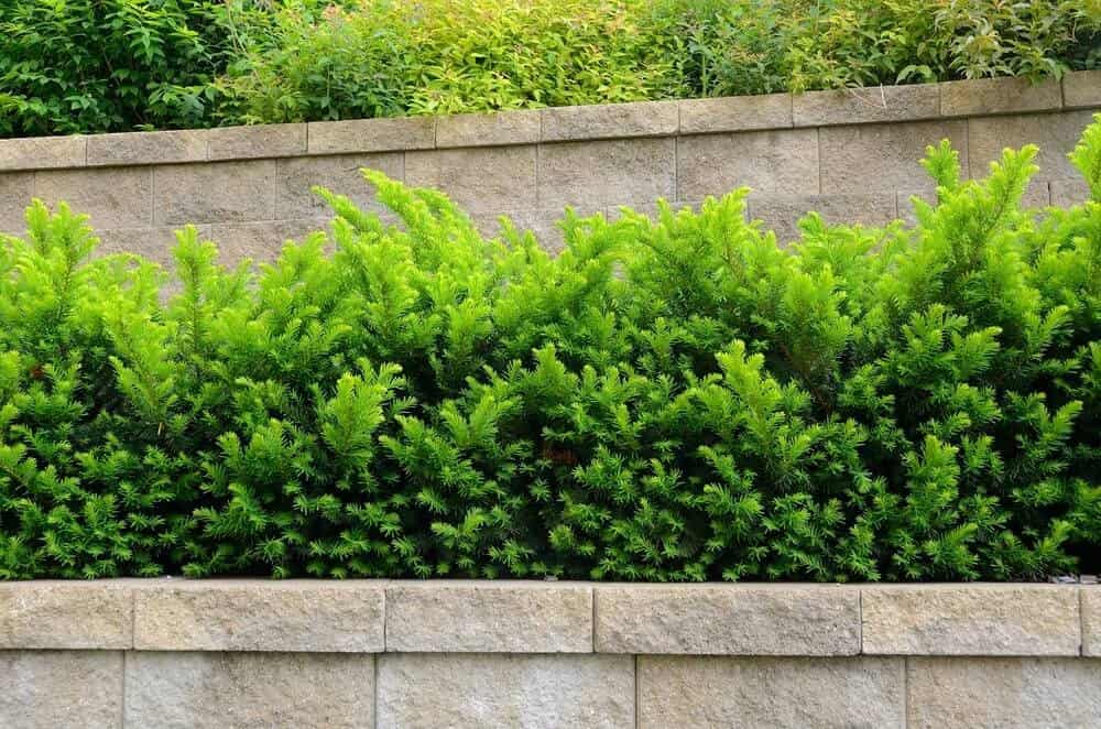 Japanese Yew (Taxus cuspidate)