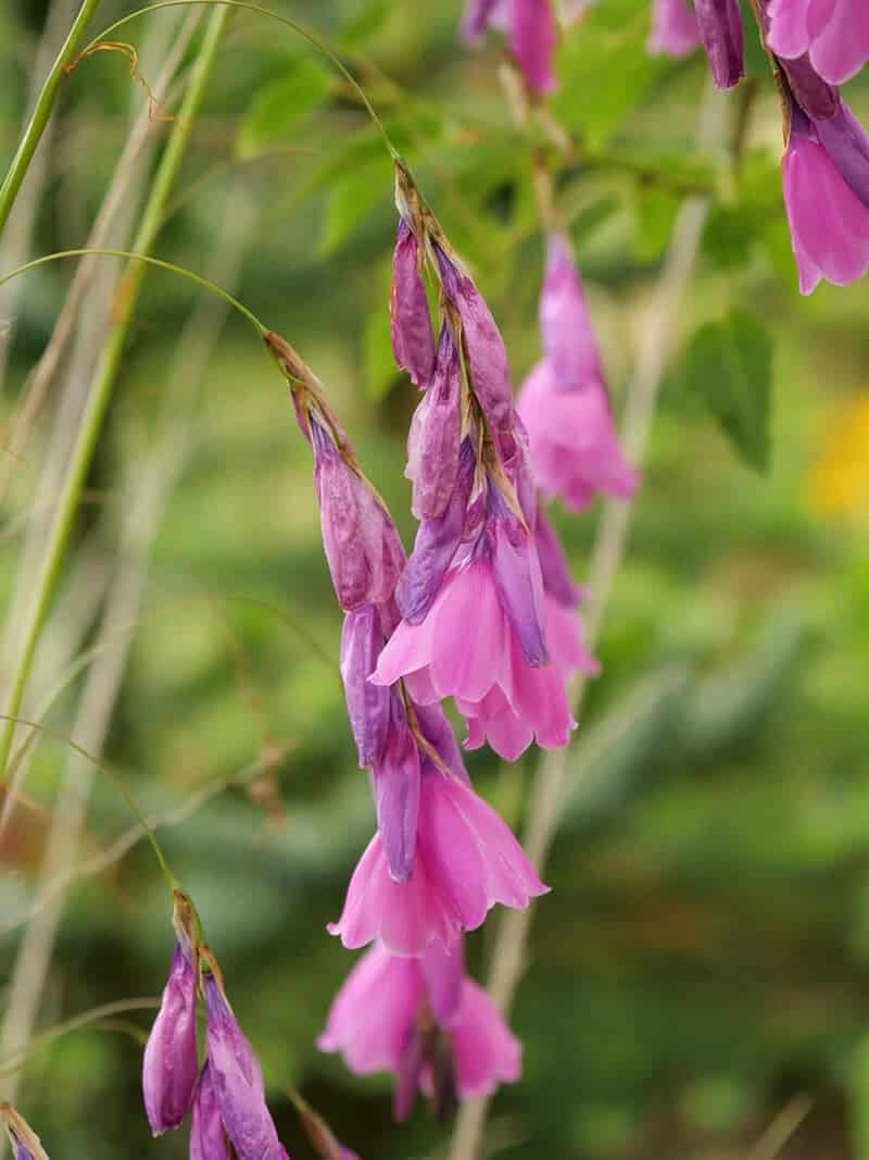 Angel’s Fishing Rods (Dierama Pendulum)