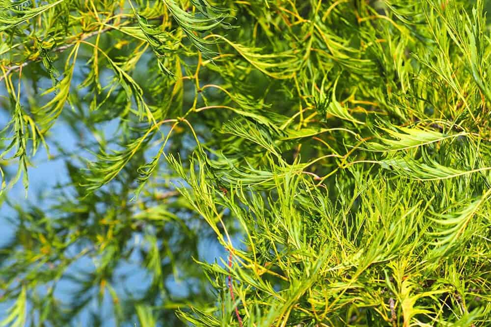 ‘Imperialis’ Alder (Alnus glutinosa var. ‘Imperialis’)