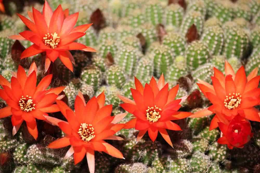 Peanut Cactus (Echinopsis chamaecereus)