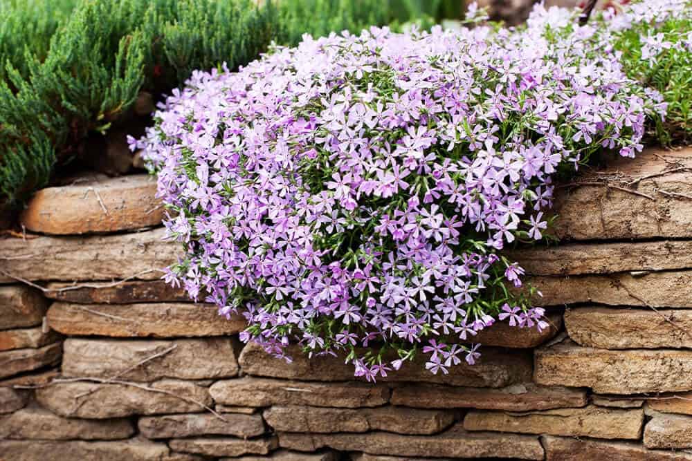 Creeping Phlox (Phlox subulata)