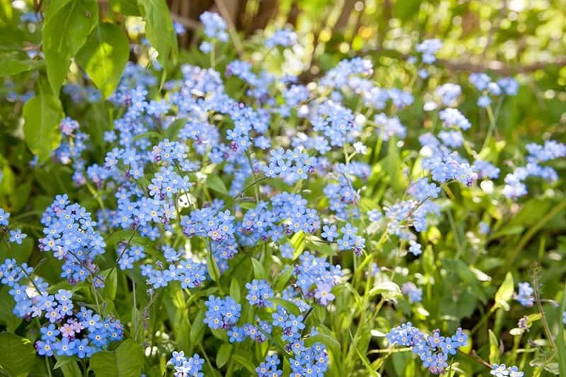 Forget-Me-Nots (Myosotis Sylvatica ‘Victoria Blue’)