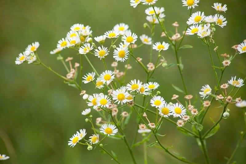 Common Fleabane (Erigeron Philadelphicus)