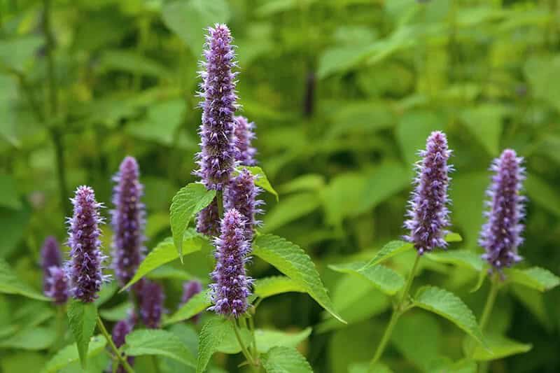 Giant Hyssop (Agastache ‘Bolero’)