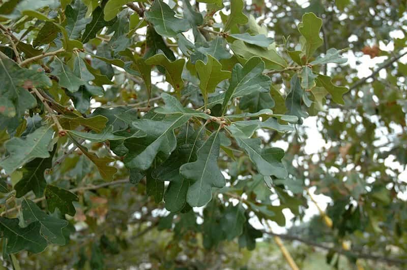 Boynton Sand Post Oak Tree (Quercus Boyntonii)