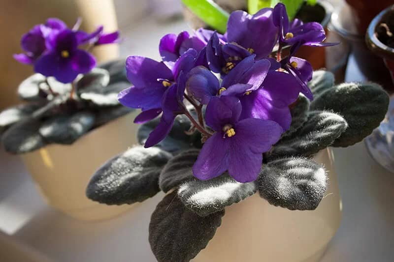 African Violet (Streoptocarpus sect. Saintpaulia)