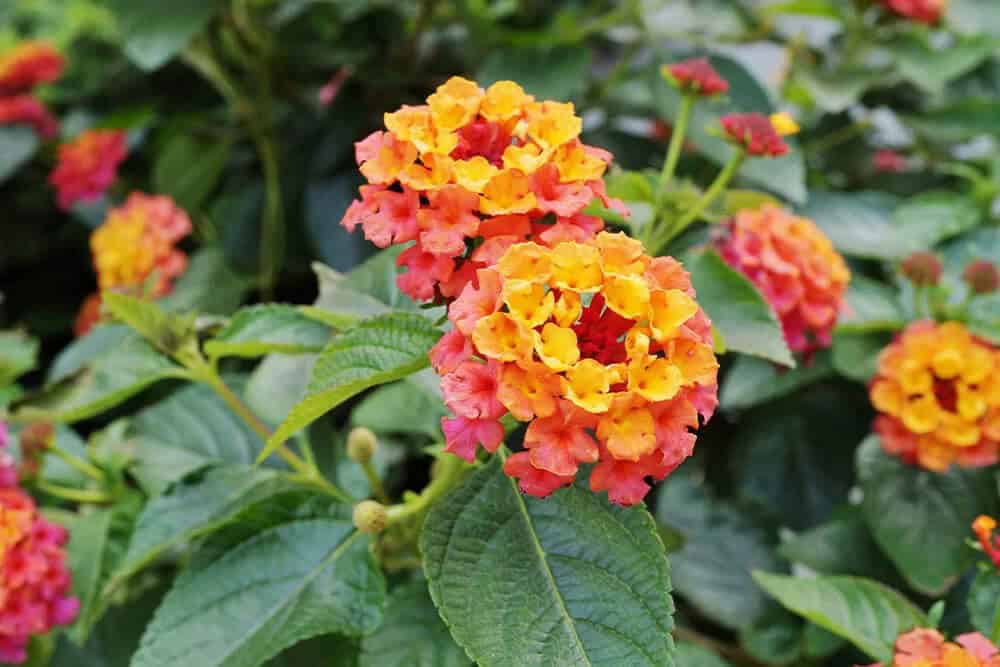 Lantana (Lantana spp.)