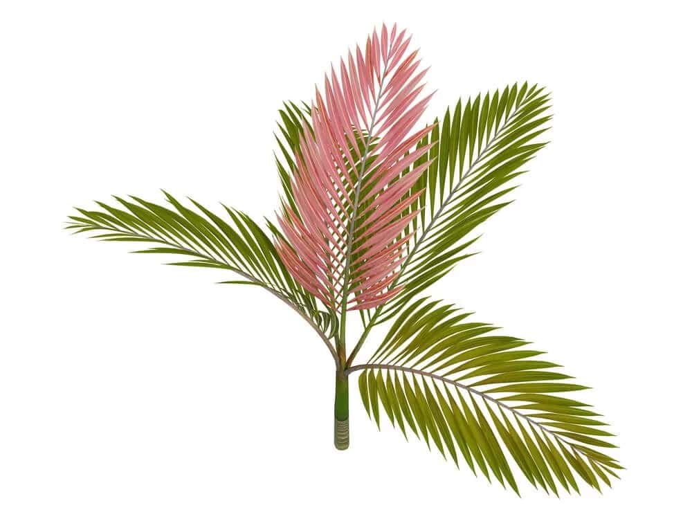 Flame Thrower Palm (Chambeyronia macrocarpa)