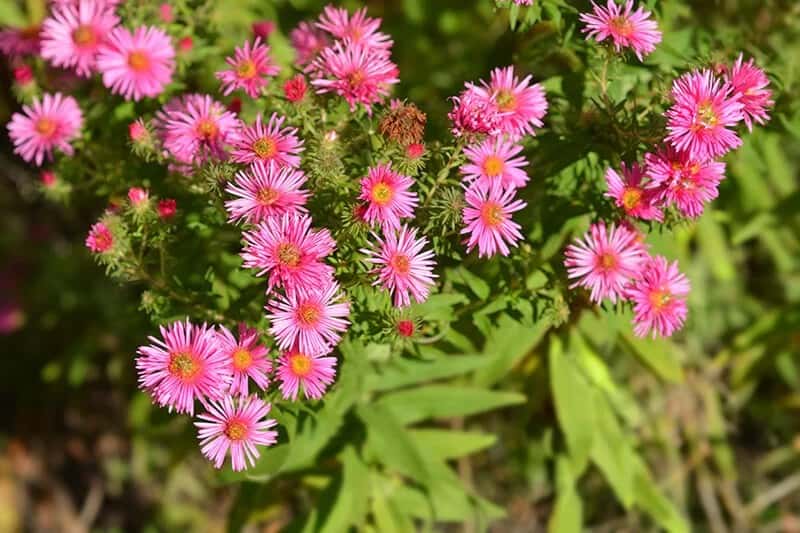 New England Aster (Symphyotrichum Novae-angliae ‘Andenken an Alma Pötschke’)