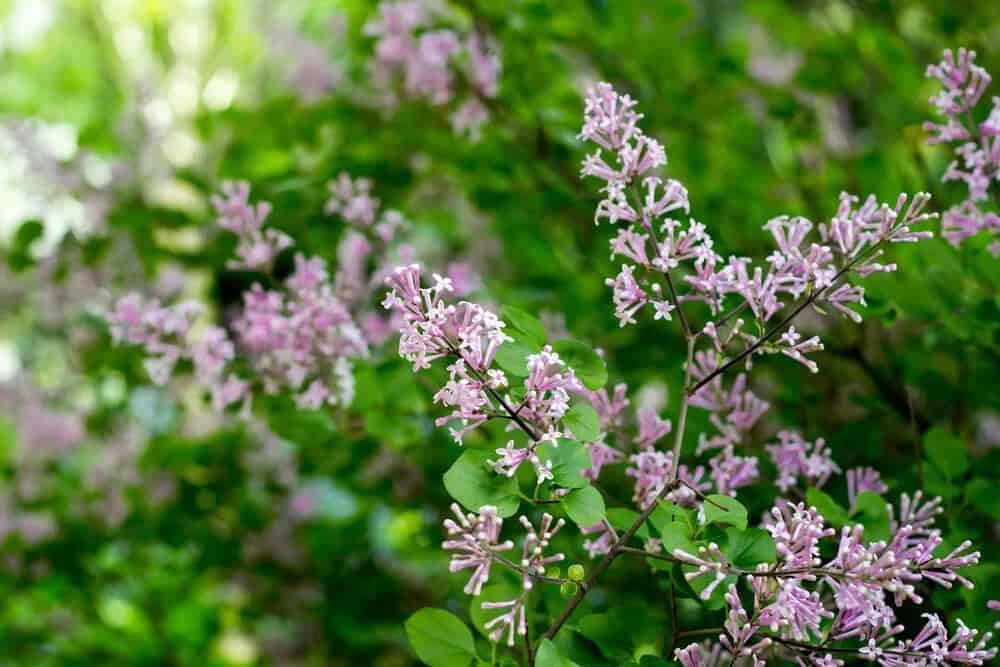 Dwarf Korean Lilac (Syringa Meyeri ‘Palibin’)