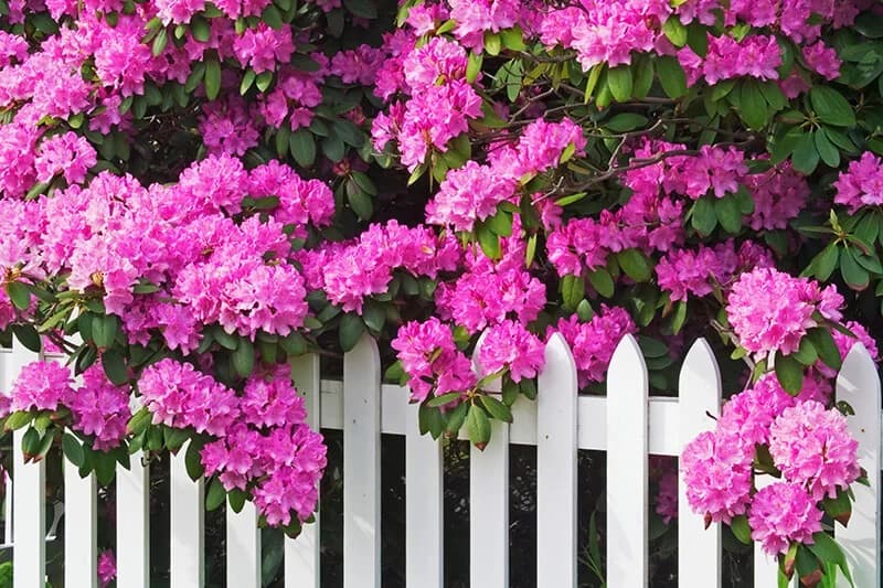 Azaleas (Rhododendron)