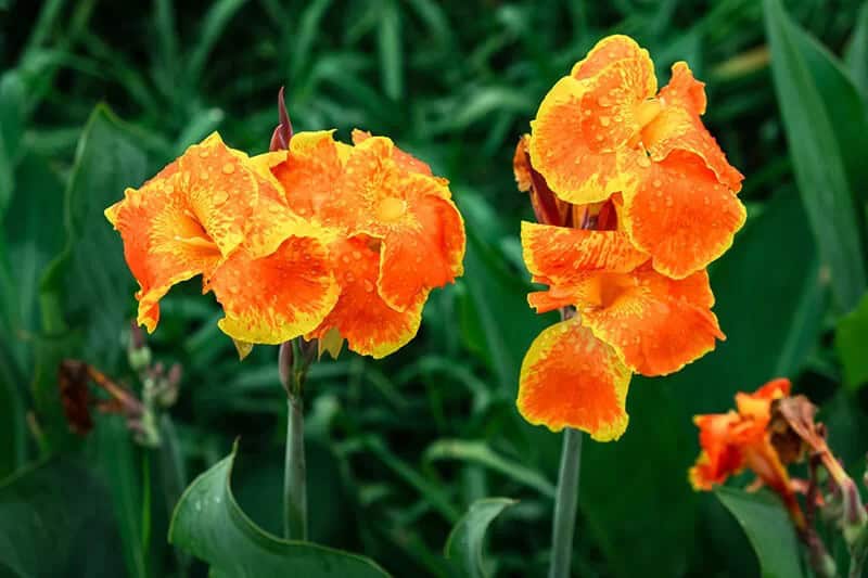 Canna Lily (Canna Happy Cleo)