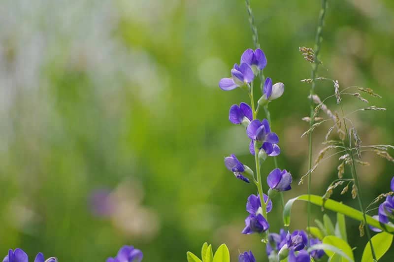 False Indigo (Baptisia ‘Blueberry Sundae’)