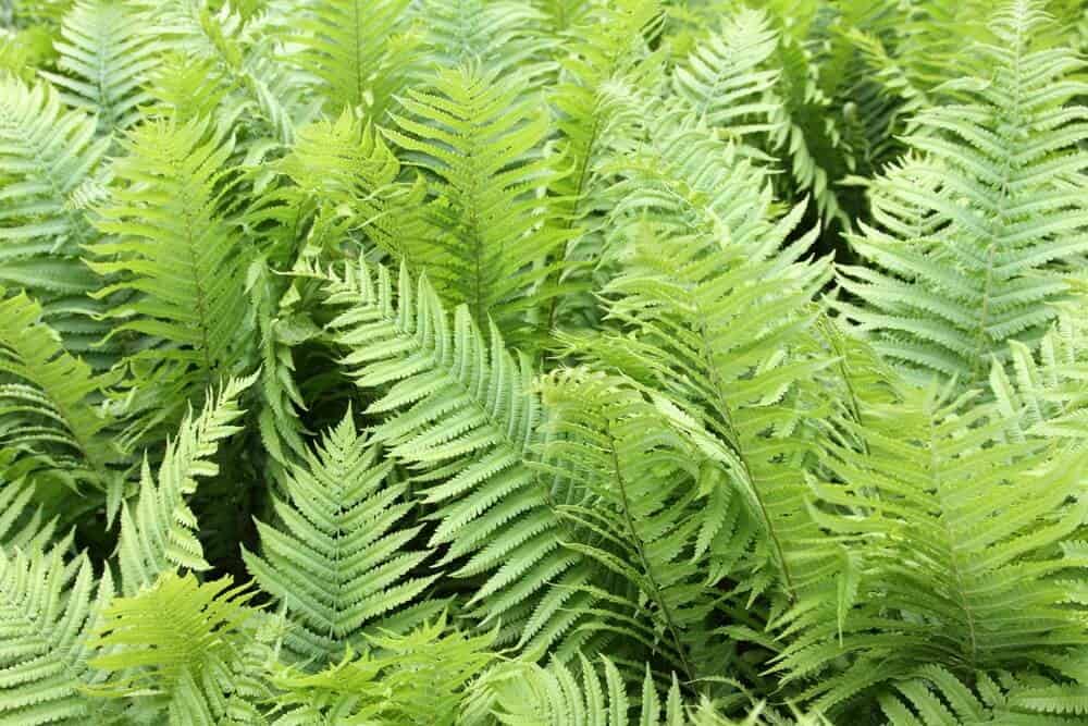 Bracken Ferns (Pteridium aquilinum)