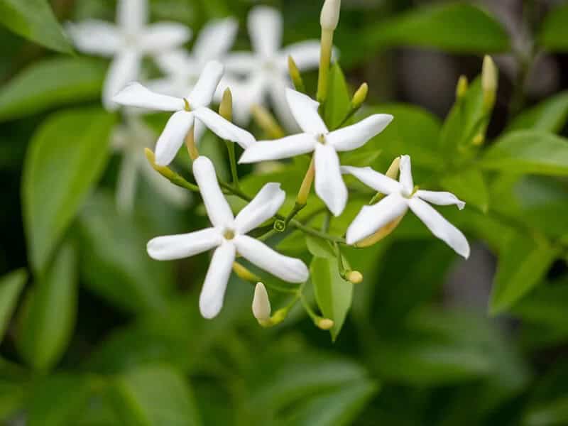 Star Jasmine (Trachelospermum Jasminoides)