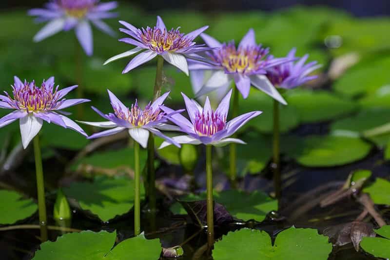 Egyptian Blue Water Lily (Nymphaea Caerulea)