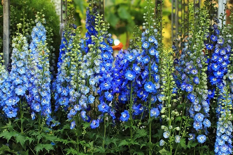 Delphinium (Delphinium)