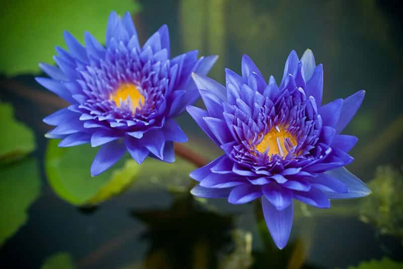 Lotus (Nelumbo)