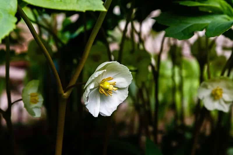 Mayapple (Podophyllum peltatum)