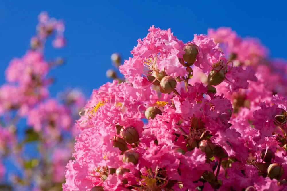 Lagerstroemia indica ‘Hopi (Hopi Crape Myrtle)