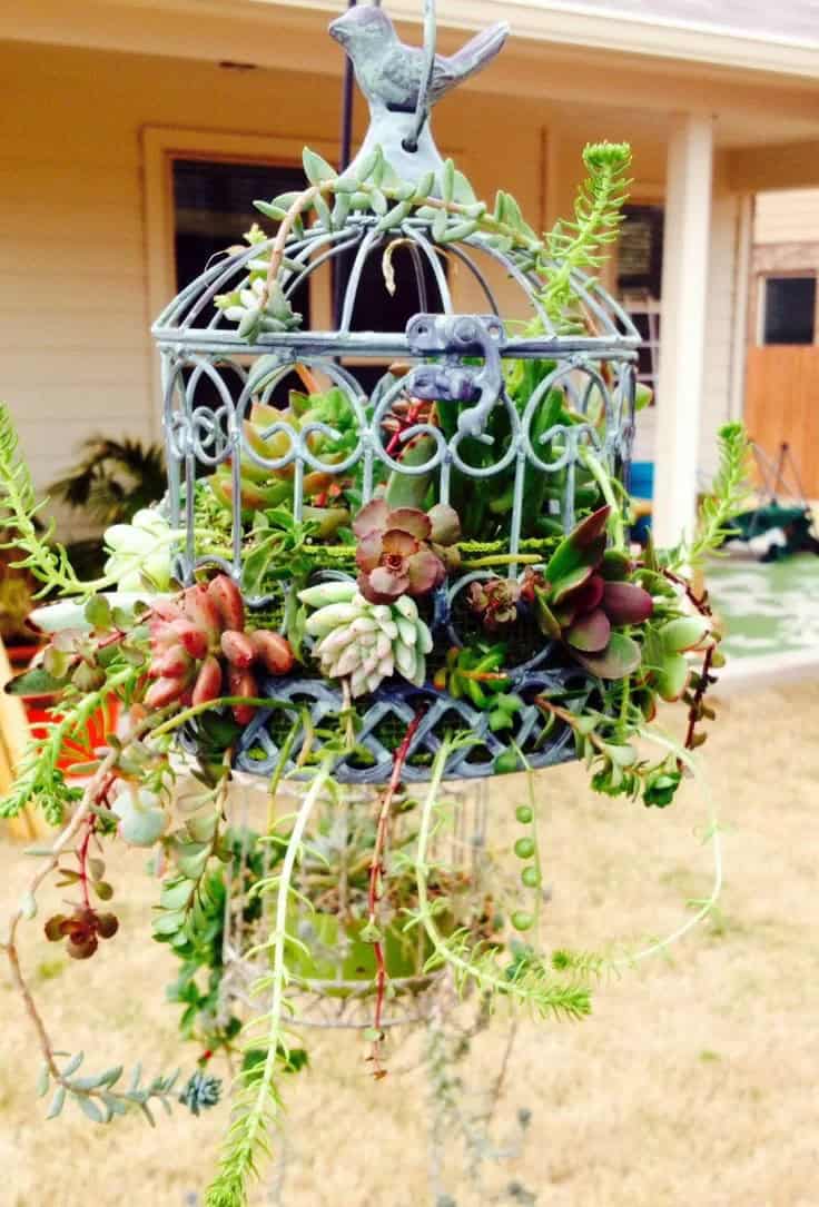 Mini-Garden within a Birdcage Planter