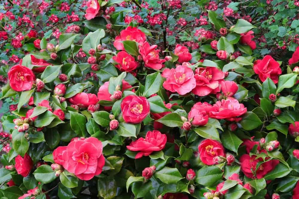 Camellia (Camellia japonica)